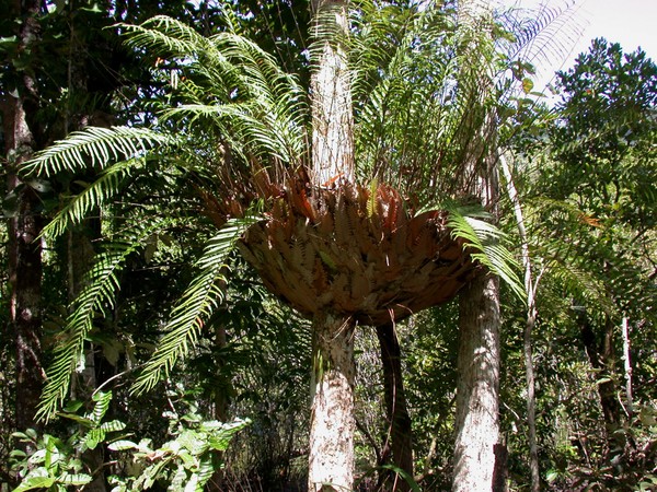 Tree Fern